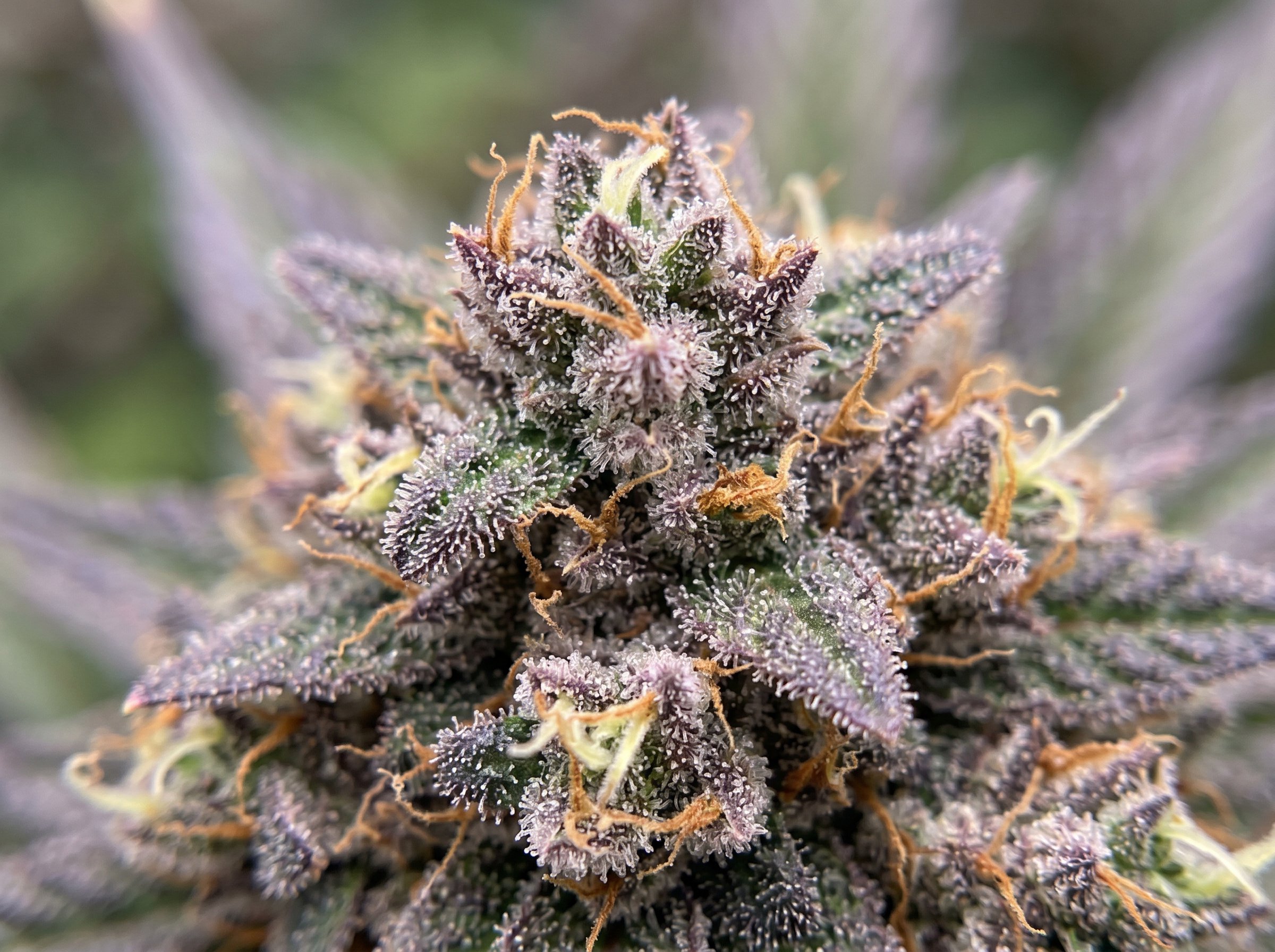 High CBD low THC cannabis strains comparison chart showing cannabinoid profiles